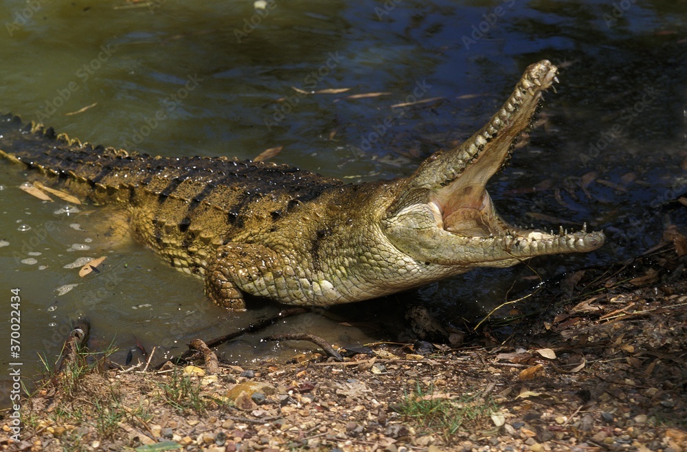 Obraz premium Australian Freswater Crocodile, crocodylus johnstoni, Adult with Open Mouth, Defensive Posture, Australia