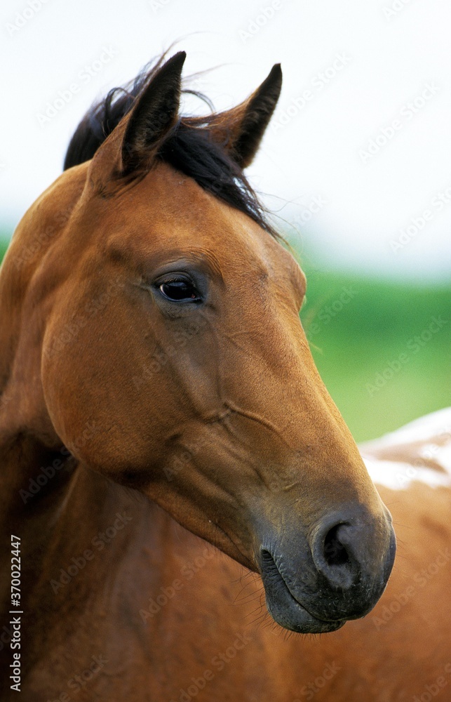 American Saddlebred Horse, Portrait d'un Adulte