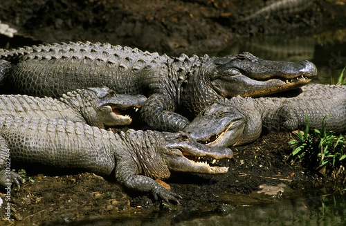 Australian Saltwater Crocodile or Estuarine Crocodile, crocodylus porosus, Adults, Australia