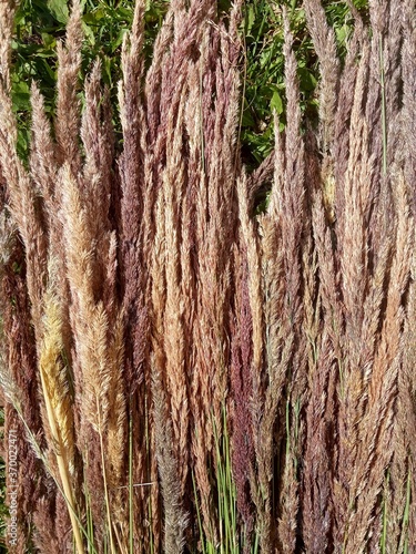 dried flowers, dry grass, cereals, meadow plants background photo