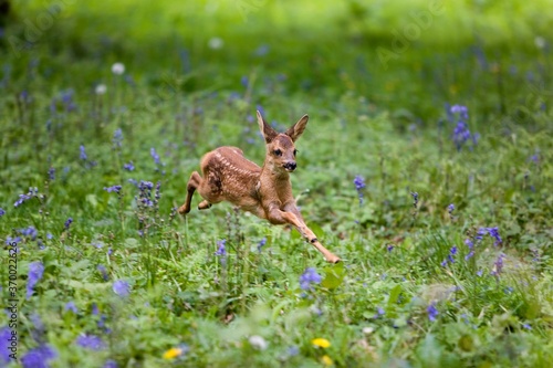 Roe Deer, capreolus capreolus, Fawn running through Flowers, Normandy © slowmotiongli