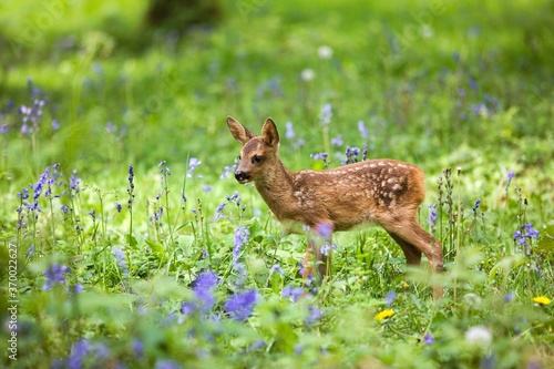 Roe Deer, capreolus capreolus, Fawn with Flowers, Normandy