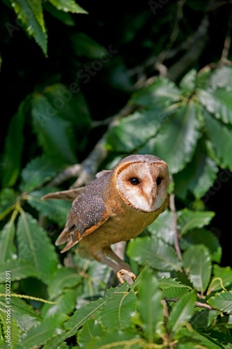 Barn Owl, tyto alba, Adult standing in Chesnut Tree, Vendee in France