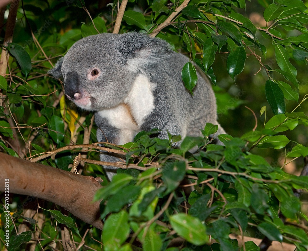 Obraz premium Koala, phascolarctos cinereus, Male standing on Branch