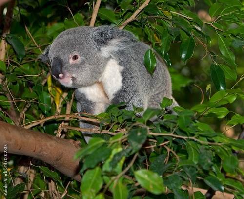 Fototapeta Naklejka Na Ścianę i Meble -  Koala, phascolarctos cinereus, Male standing on Branch