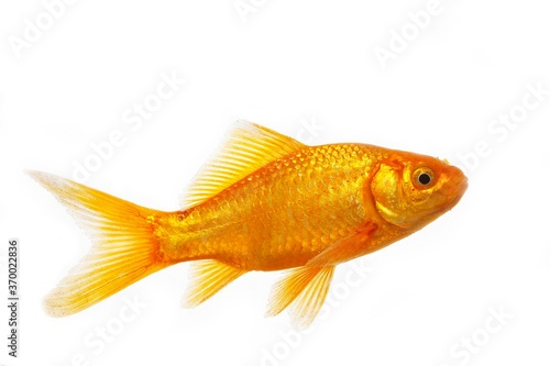 Goldfish, carassius auratus, Adult Against White Background