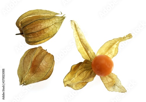 Chinese Lantern Fruit, physalis alkekenge, Against White Background photo