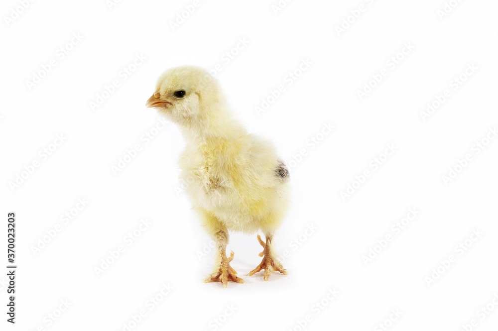 Domestic Chicken, Chick against White Background Domestic Chicken, Chick against White Background