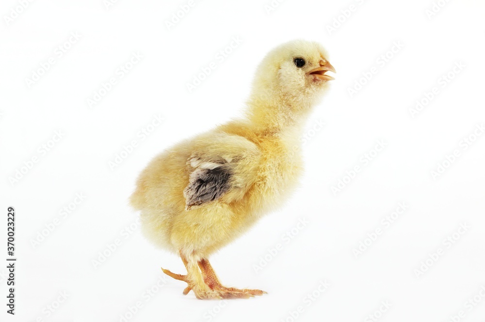 Fototapeta premium Domestic Chicken, Chick against White Background
