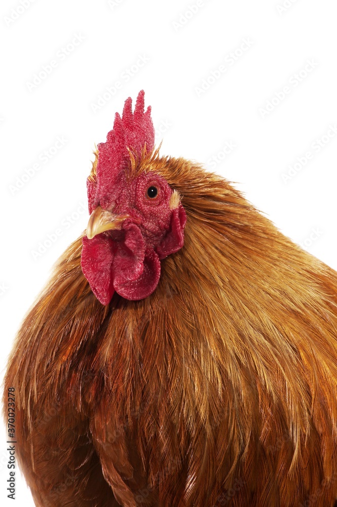 Brahma Perdrix Chicken, an Breed from India, Portrait of Cockerel against White Background