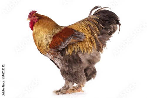 Fotografija Brahma Perdrix Chicken, an Breed from India, Cockerel against White Background