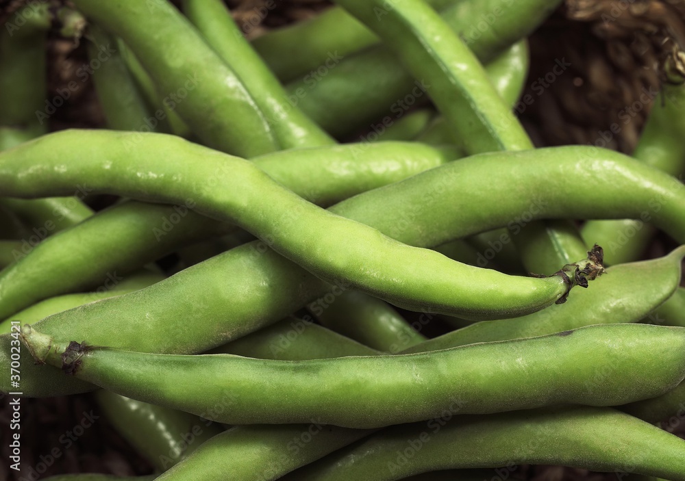 Fresh Broad Beans, vicia faba Fresh Broad Beans, vicia faba