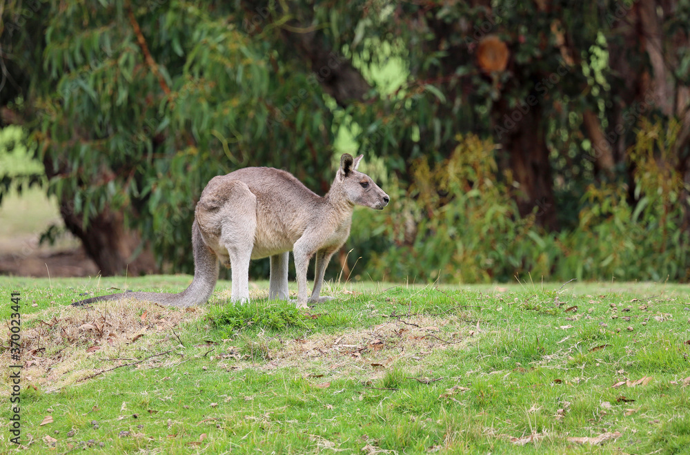 Kangaroo in profile - Eastern Grey Kangaroo - Anglesea Golf Course, Victoria, Australia Kangaroo in profile - Eastern Grey Kangaroo - Anglesea Golf Course, Victoria, Australia