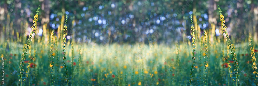 Floral summer natural landscape with yellow flowers over blurry bokeh lights background. Banner with copy space Selective focus 