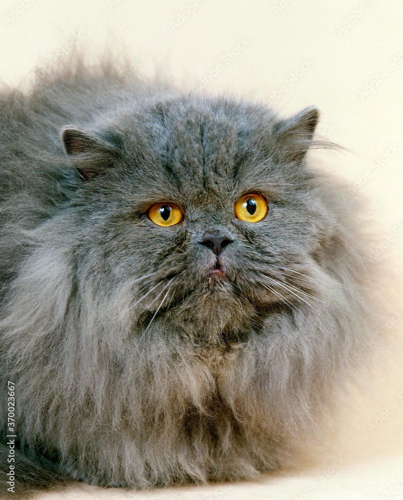 Blue Persian Domestic Cat, Portrait of Adult against White Background Blue Persian Domestic Cat, Portrait of Adult against White Background