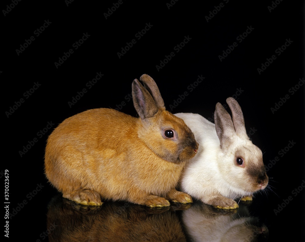Dwarft Rabbit, Adults Against Black Background Dwarft Rabbit, Adults Against Black Background