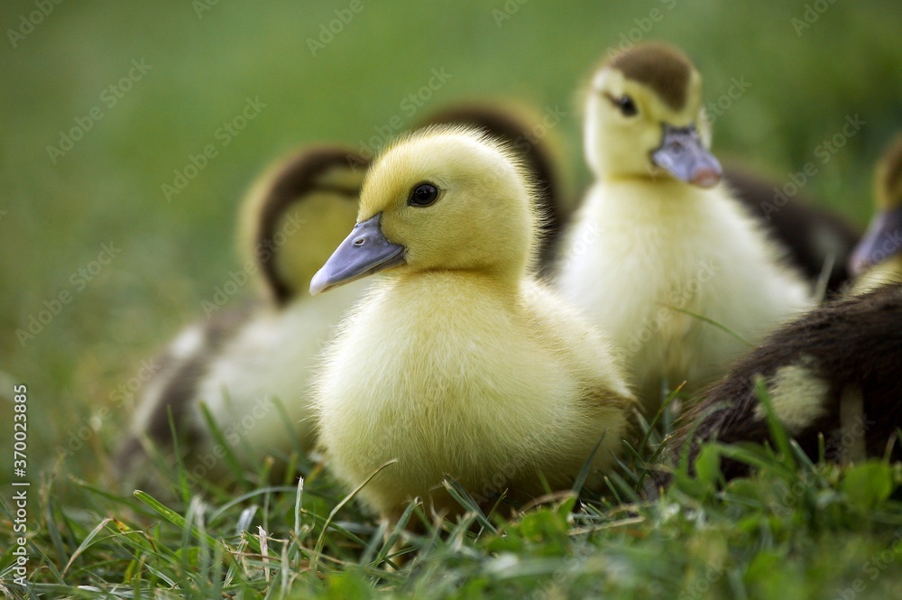Obraz premium Muskovy Duck, cairina moschata, Ducklings, Normandy
