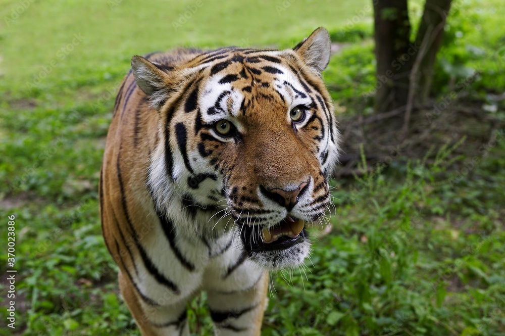 Siberian Tiger, panthera tigris altaica, Adult Siberian Tiger, panthera tigris altaica, Adult