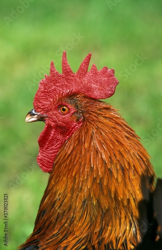 Brown Red Marans Chicken, A French Breed, Portrait of Cockerel