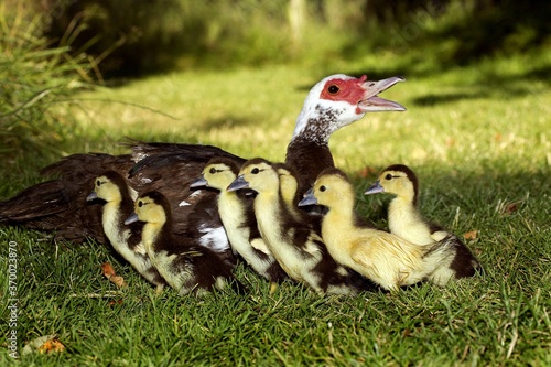 Muskovy Duck, cairina moschata, Female with Ducklings, Normandy photo