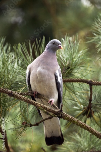 Wood Pigeon, columba palumbus, Adult Standing on Branch, Normandy