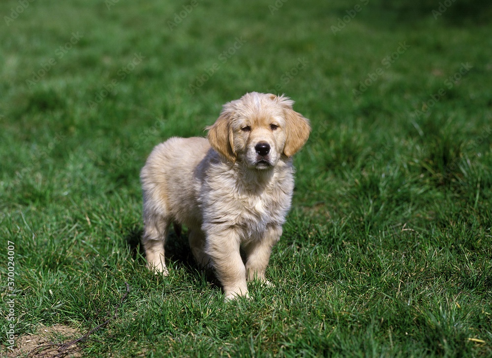 Golden Retriever Dog, Pup standing on Grass Golden Retriever Dog, Pup standing on Grass