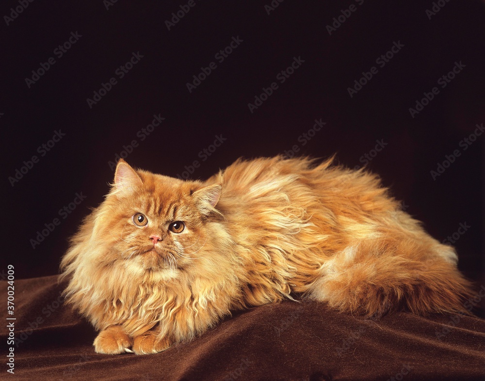Red Persian Domestic Cat, Adult