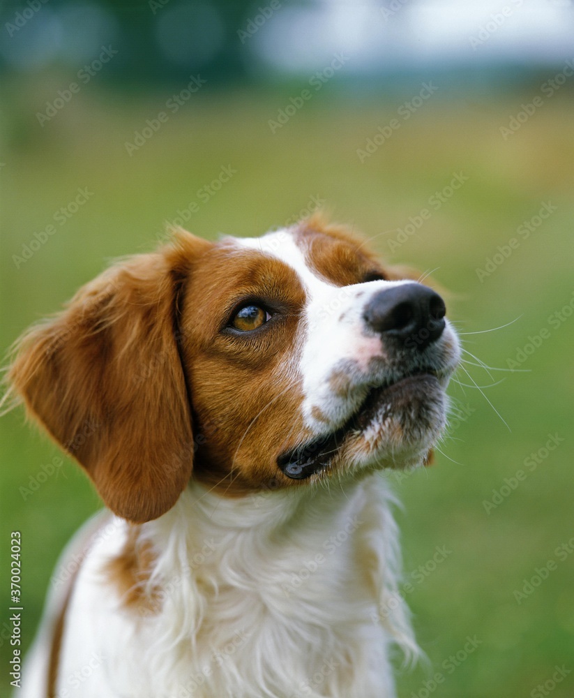 Brittany Spaniel, Portrait of Adult