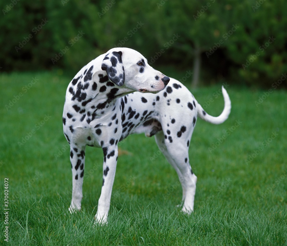 Dalmatian Dog, Male standing on Grass