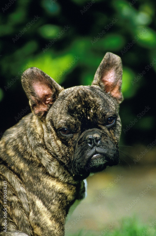French Bulldog, Portrait of Adult