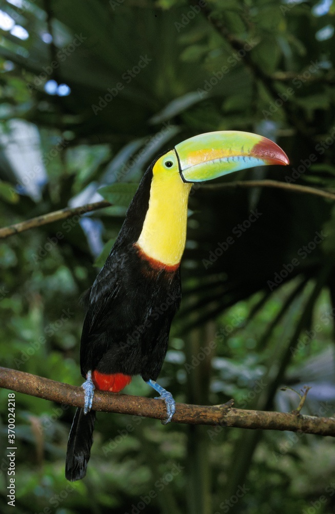 Obraz premium Keel-Billed Toucan, ramphastos sulfuratus, Adult standing on Branch, Costa Rica