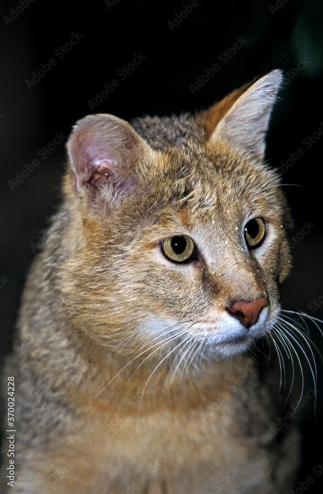 Jungle Cat, felis chaus, Portrait of Adult