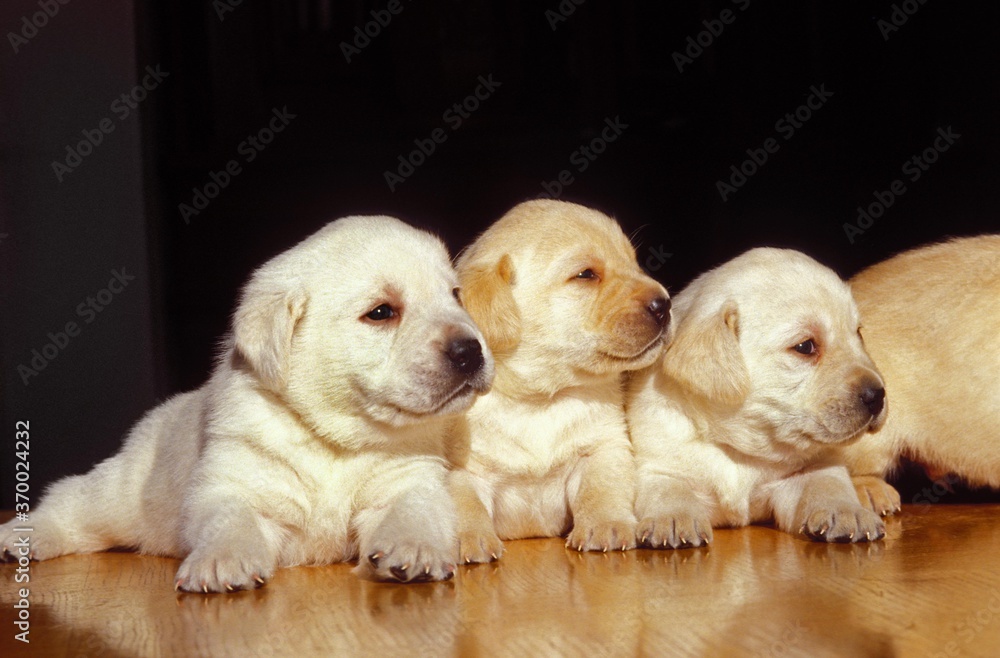 Yellow Labrador Retriever, Pup Yellow Labrador Retriever, Pup