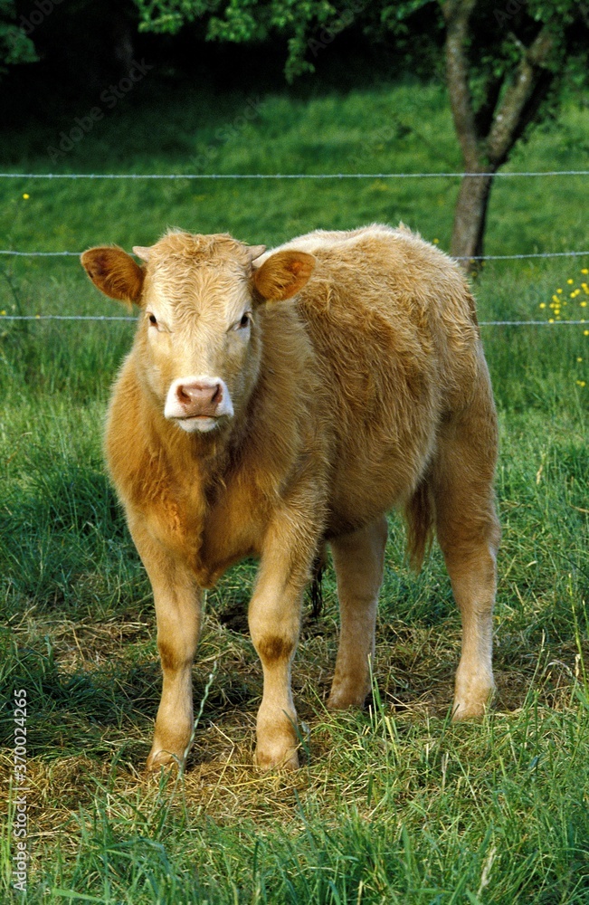 Fototapeta premium Limousin Cattle, a French Breed, Calf standing on Grass E