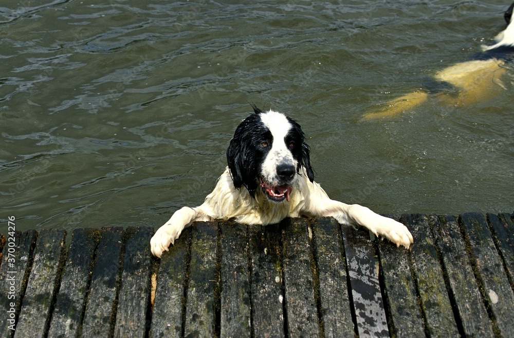 Landseer Dog, Adult standing in Water Landseer Dog, Adult standing in Water