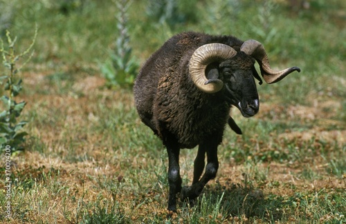 Fotografie Karakul Sheep, Breed Producing Astrakan, Ram