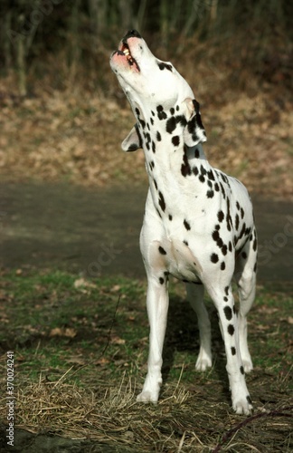 Dalmatian Dog, Adult barking