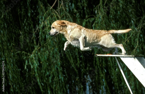 Yellow Labrador Retriever, Adult Leaping into Water