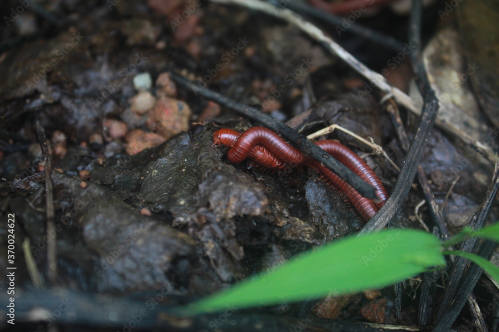 red millipede on the ground red millipede on the ground