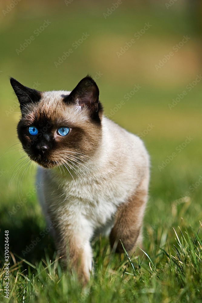 Seal Point Siamese Domestic Cat, Blue Eyes, Male standing on Grass, Normandy