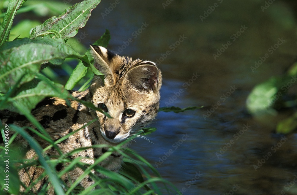 Obraz premium Serval, leptailurus serval, Adult Hunting