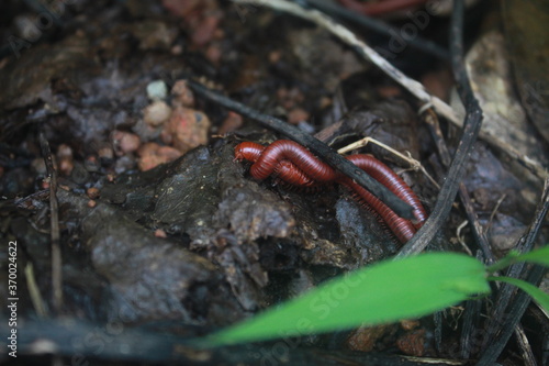 red millipede on the ground