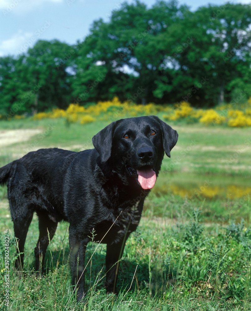 Black Labrador Retriever Dog, Adult standing on Grass Black Labrador Retriever Dog, Adult standing on Grass