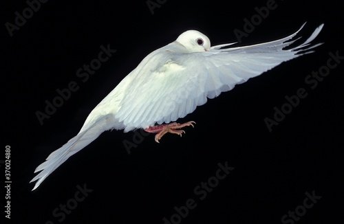White Dove, Adult in Flight against Black Background