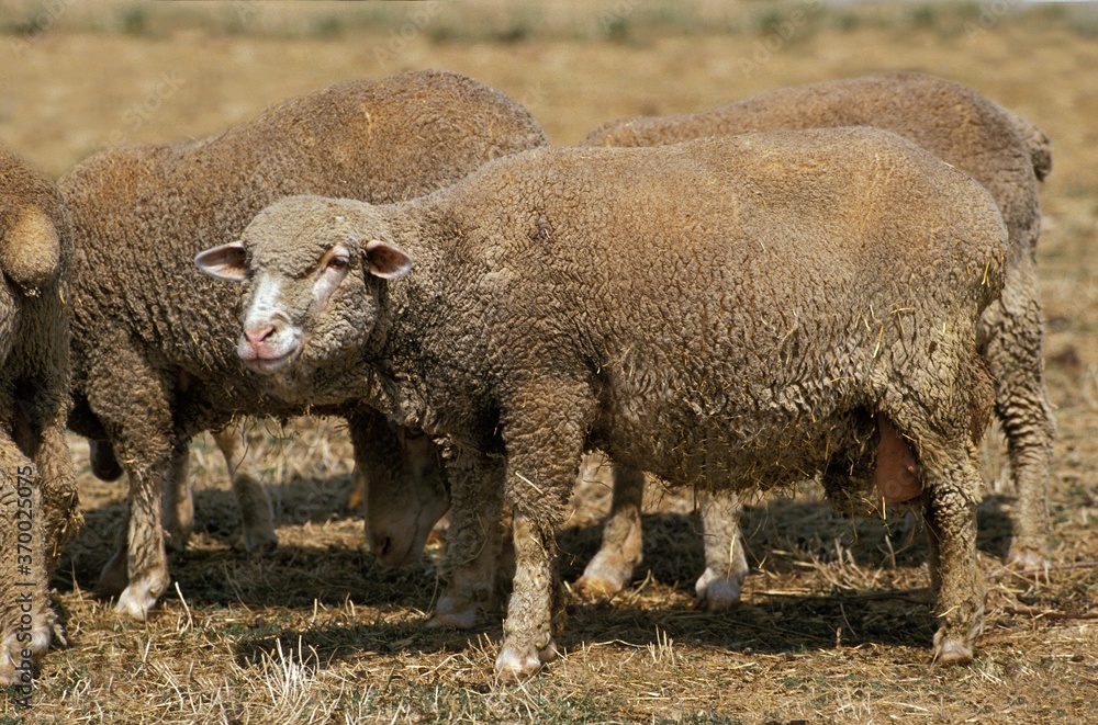 Merino Sheep, Herd of Ewes