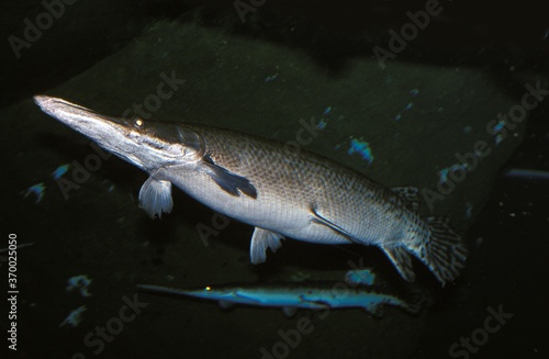 Alligator Gar, atractosteus spatula, Adult