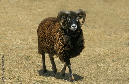 Картината върху платно Soay Sheep, Breed from Scotland, Ram