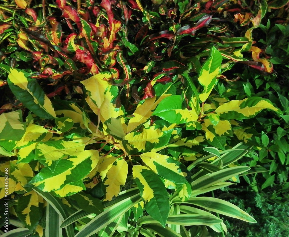 Green decorative leaves background Green decorative leaves background