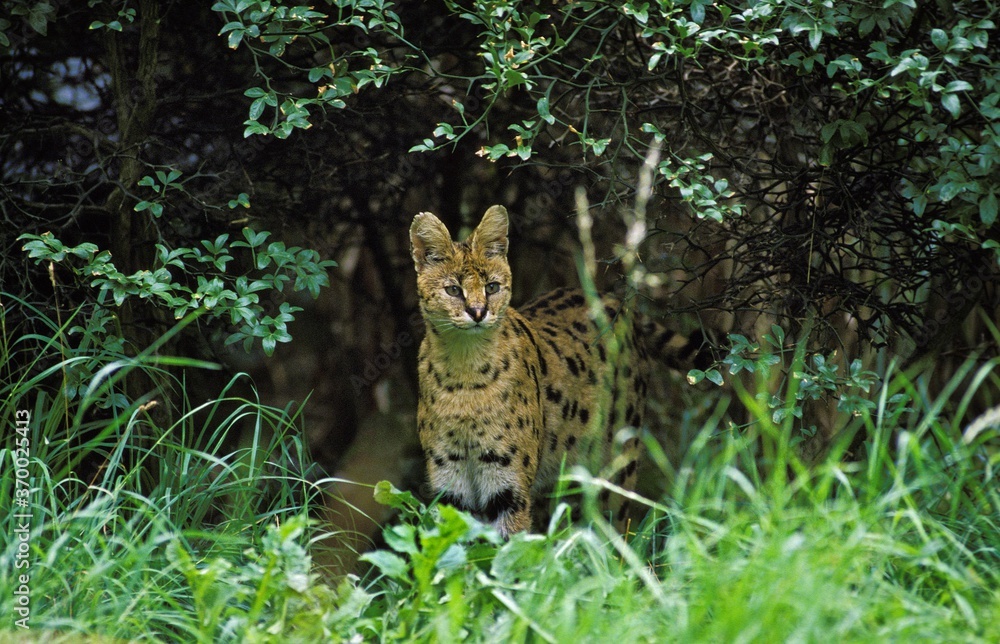 Serval, leptailurus serval, Adult standing in Long Grass Serval, leptailurus serval, Adult standing in Long Grass