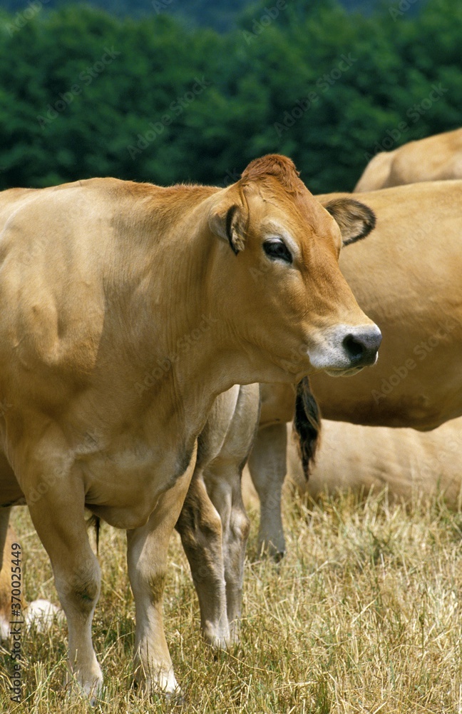 Parthenaise Cattle, a French Breed, Cow